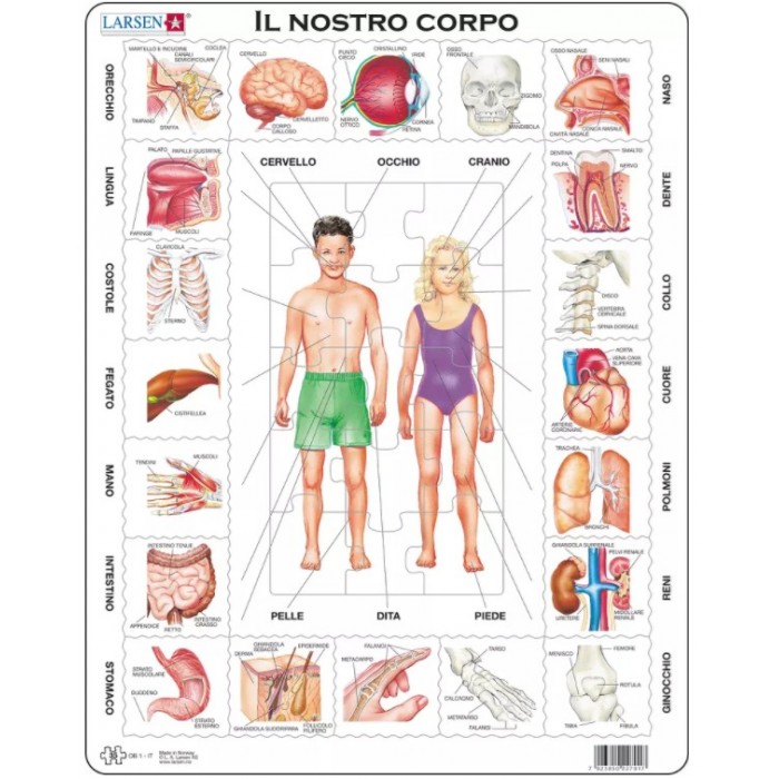 Larsen-OB1-IT Rahmenpuzzle - Il Nostro Corpo (auf Italienisch)