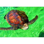 Puzzle  Bluebird-Puzzle-F-90298 La Réunion - Tortue de Mer
