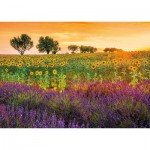Puzzle   Feld Mit Sonnenblumen und Lavendel