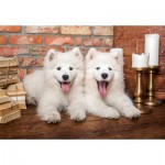 Puzzle   Samoyed Puppies Say Hello