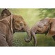 N. Bulder: Elefantenjunges
