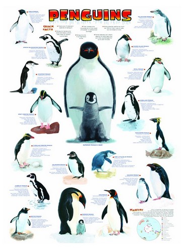 Puzzle Eurographics-6000-0044 Pinguine