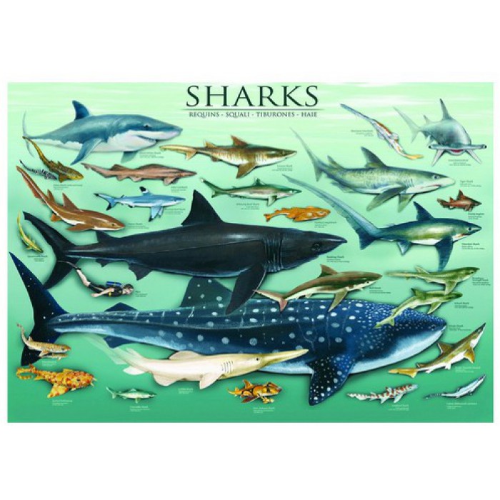 Puzzle Eurographics-6000-0079 Haie