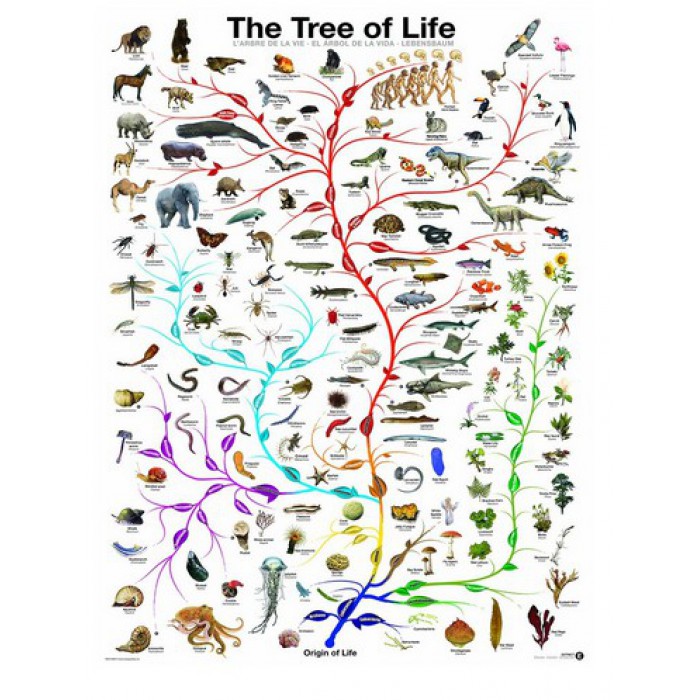 Puzzle Eurographics-6000-0282 Die Evolution - Der Baum des Lebens