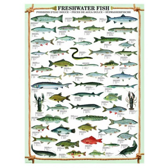 Puzzle Eurographics-6000-0312 Süßwasserfische