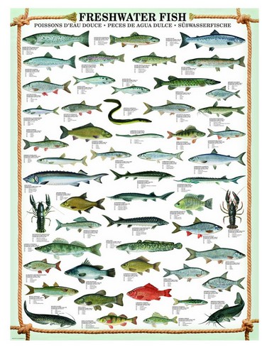Puzzle Eurographics-6000-0312 Süßwasserfische