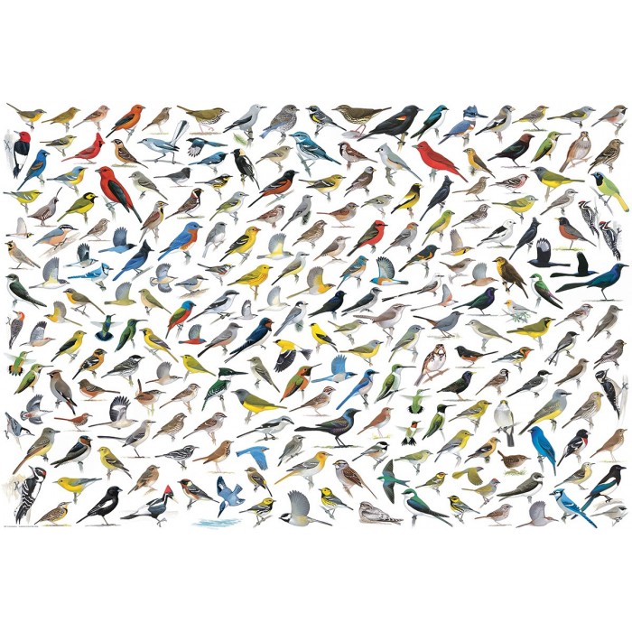 Puzzle Eurographics-8220-0821 Die Welt der Vögel von David Sibley