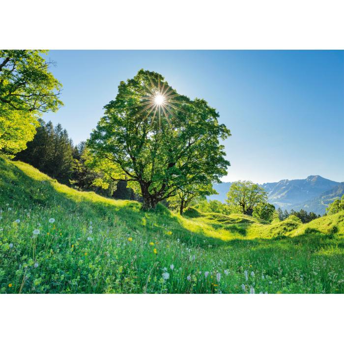 Puzzle   Bergahorn in der Sonne - St. Gallen, Schweiz