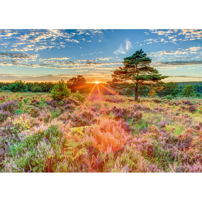 Puzzle   Heide im Sonnenuntergang
