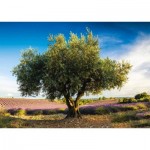 Puzzle   Olivenbaum in der Provence