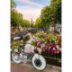 Blumen In Amsterdam