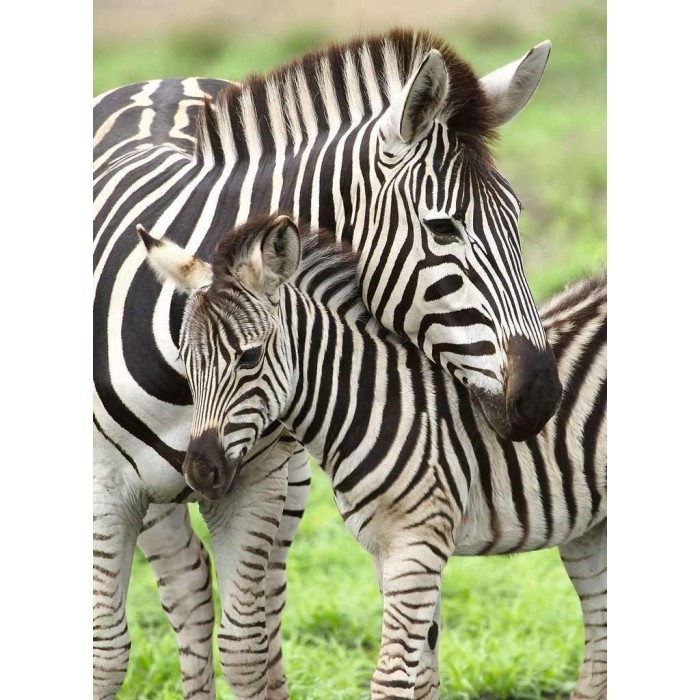 XXL Teile - Zebras