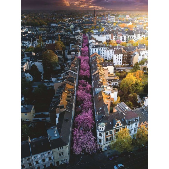 Bonn in Blüten
