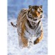 Tiger im Schnee 