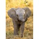WWF - Elefante