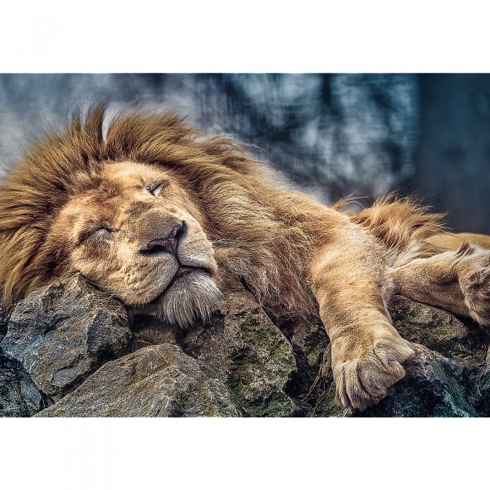Puzzle Trefl-10447 Sleeping Lion