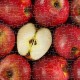 Puzzle aus Kunststoff - Fruits - Apple