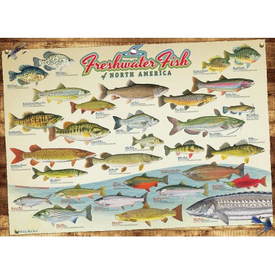 Puzzle Cobble-Hill-51793-80094 Die Süßwasserfische Nordamerikas