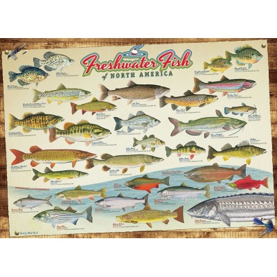 Puzzle Cobble-Hill-57193 Die Süßwasserfische Nordamerikas
