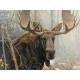 XXL Teile - Bull Moose