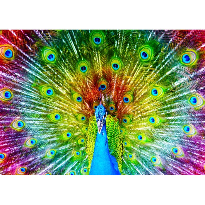 Puzzle  Enjoy-Puzzle-1251 Bunter Pfau