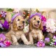 Spaniel Puppies with Flower Hats