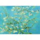 Vincent Van Gogh: Mandelblüte