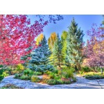 Puzzle  Grafika-T-00853 Bunter Wald, Colorado, USA