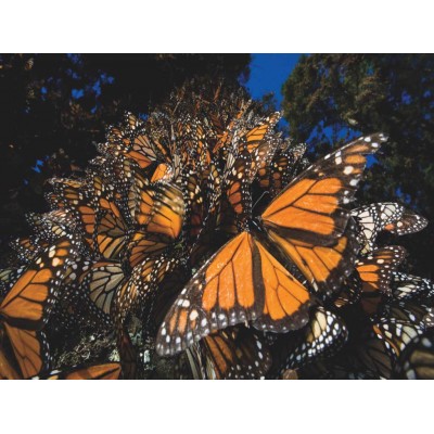 Puzzle New-York-Puzzle-NG1987 XXL Teile - Monarch Butterflies