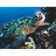 XXL Teile - Green Sea Turtle
